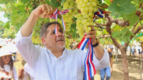 Empieza en Baní cosecha de uvas de mesa de alto valor genético en RD  Agricultura inicia con Día de Campo rentable proyecto para la producción nacional
